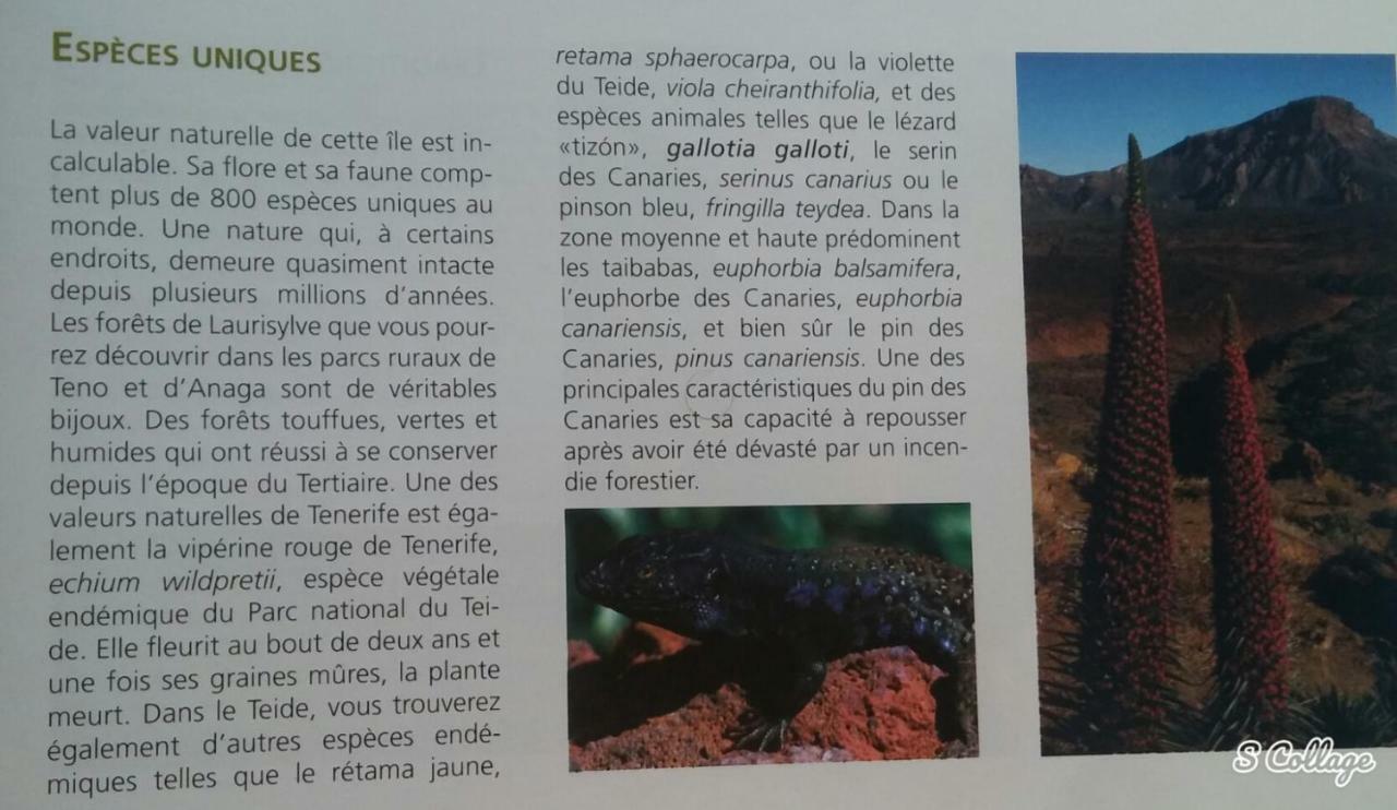 Finca Dulce Maikel Granadilla de Abona Kültér fotó