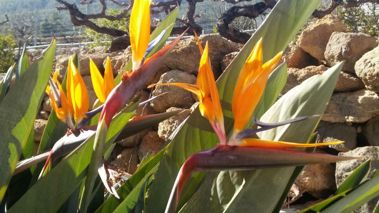 Finca Dulce Maikel Granadilla de Abona Kültér fotó